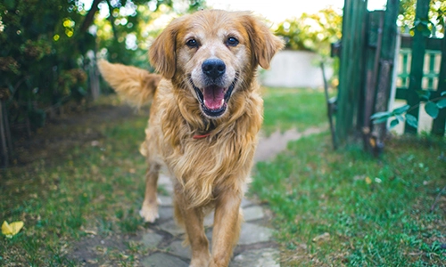 A user interface design for animal control systems